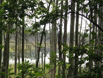 Trees in forest