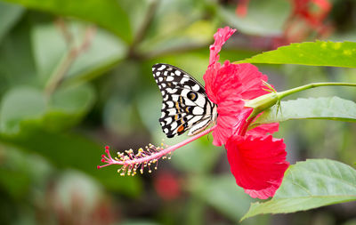 Close-up of butterfly pollinating on flower