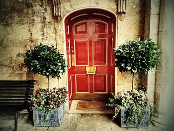 Potted plant on wall