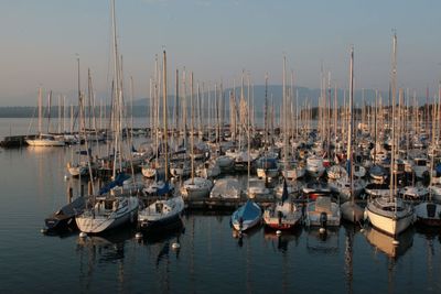 Sailboats moored in harbor