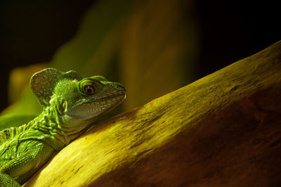 Close-up of lizard on tree