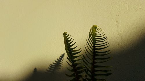 Close-up of plants against wall