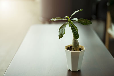 Close-up of potted plant on table