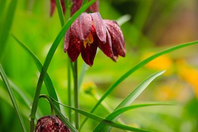 Close-up of red flowering plant