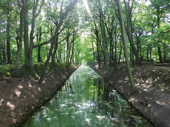 Stream amidst trees in forest