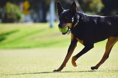 Close-up of a dog running on grass