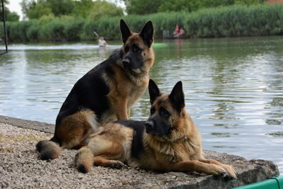 Dogs looking at lake
