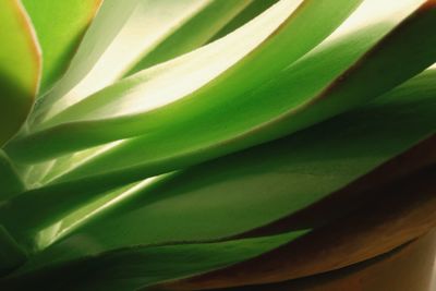 Full frame shot of succulent plant leaves