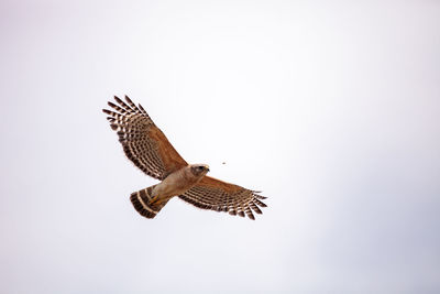 Pair of red shouldered hawk birds buteo lineatus near their nest in the crew corkscrew sanctuary 