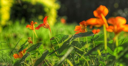 Close-up of orange flowering plant on field