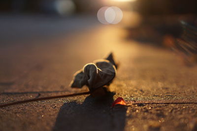 Close-up of crab on footpath