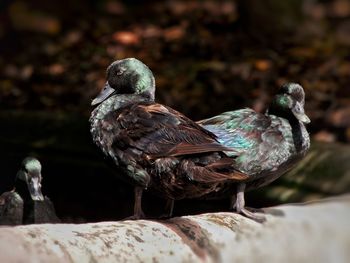 Close-up of duck perching on rock