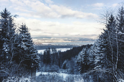 Frozen trees against sky during winter