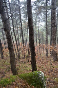 Pine trees in forest