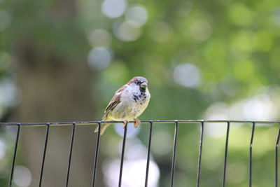 Close-up of bird perching outdoors