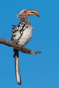 Low angle view of bird perching against clear blue sky