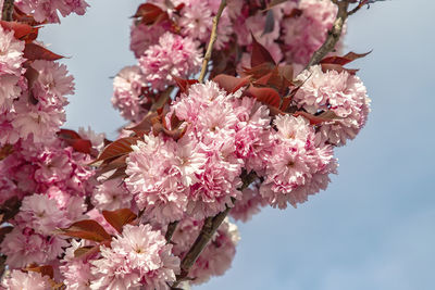 Beautiful gentle colors of cherry blossom tree. sakura. prunus serrulata. yaezakura