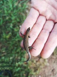 Lizard in the hand