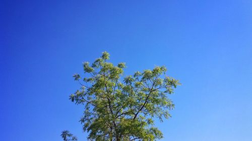 Low angle view of tree against blue sky