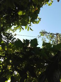 Low angle view of trees against sky