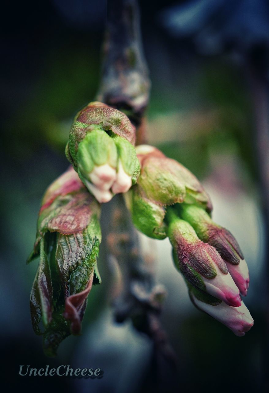 CLOSE-UP OF PLANT AGAINST BLURRED BACKGROUND