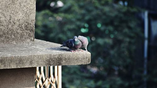 Close-up of bird perching on tree