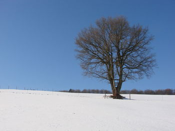 Bare tree on snow covered landscape against clear blue sky