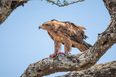 Tawny eagle perching on branch with prey