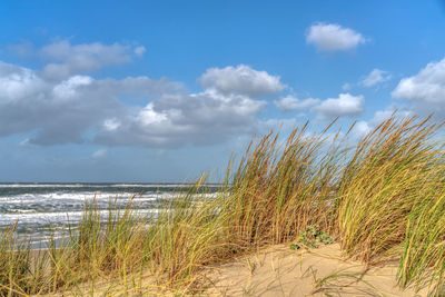 Plants growing on beach against sky