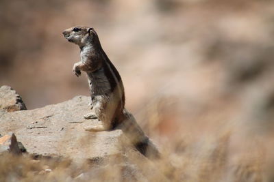 Close-up of squirrel