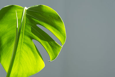 Close-up of fresh green monstera leaves against grey background