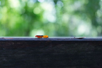 Close-up of insect on wood