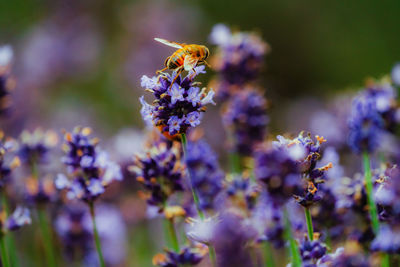 Close-up of bee pollinating on lavender