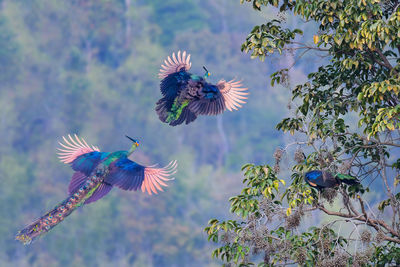 Low angle view of purple flying in sky