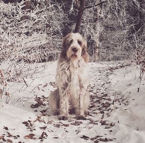 Portrait of dog during winter