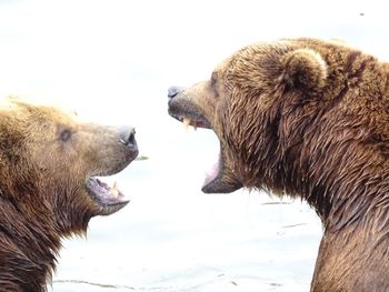 Close-up side view of bears fighting