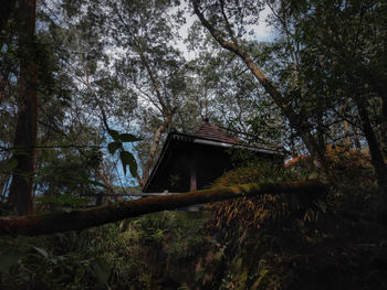 Low angle view of trees and house in forest
