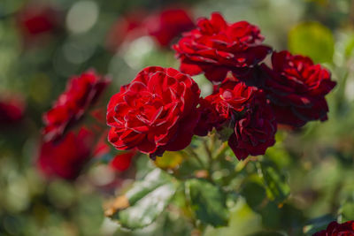 Close-up of red rose plant