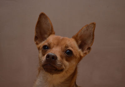 Close-up portrait of dog