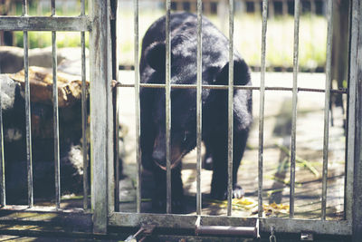 View of dog in cage