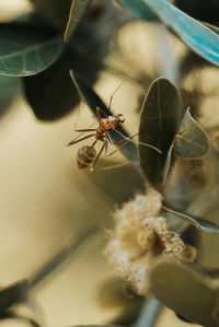 Close-up of insect on flower