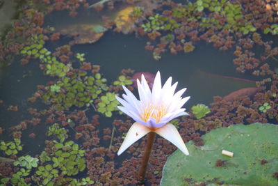 Close-up of lotus water lily