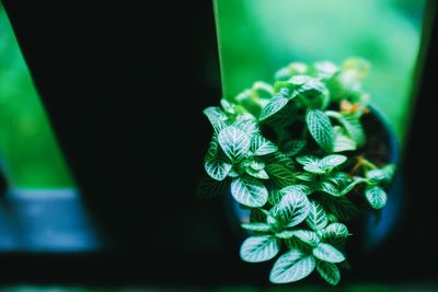 Close-up of small potted plant