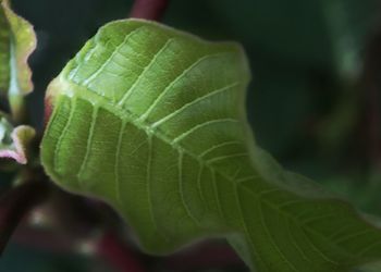 Close-up of fresh green leaf