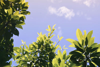 Low angle view of plant against sky