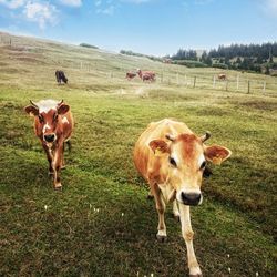 Portrait of cow on field