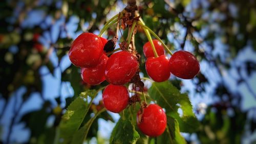 Close-up of red berries on tree