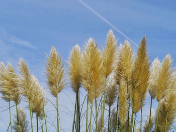 Low angle view of plants against sky