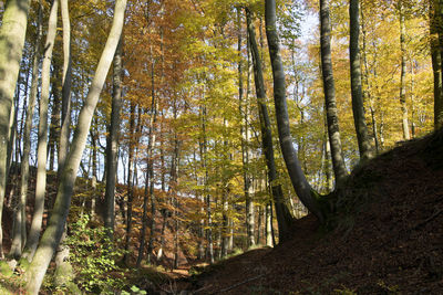 Low angle view of bamboo trees in forest