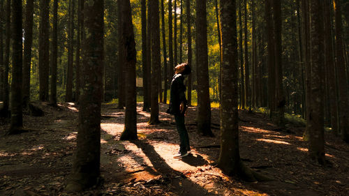 Trees growing in forest